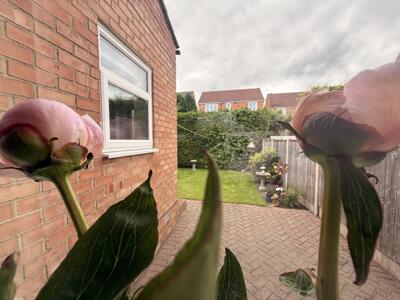 Picture 21